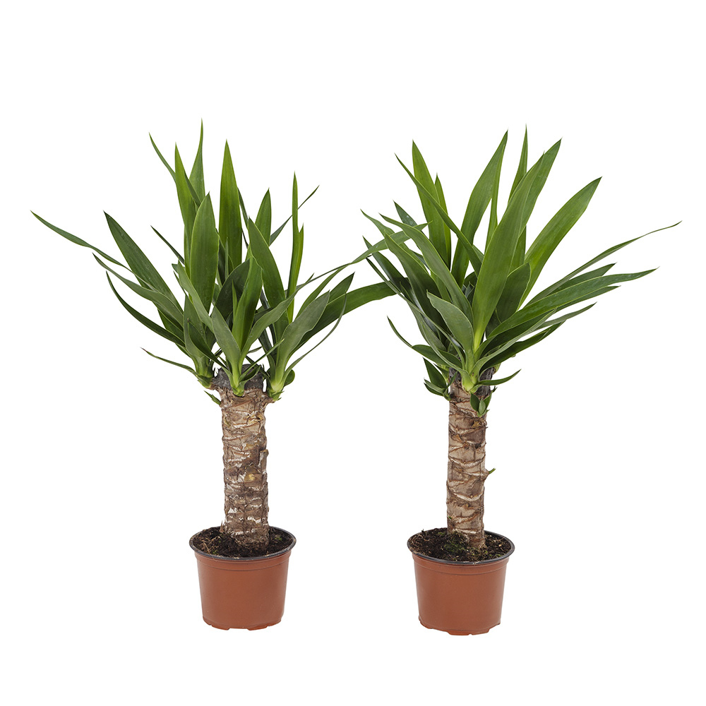 Dagaanbieding - Yucca elephantipes Palmlelie set van 2 stuks dagelijkse koopjes